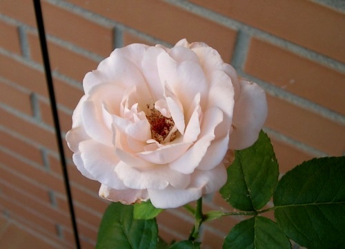 Mi primera rosa