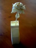 Rosa solitaria